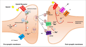 Opioid receptors